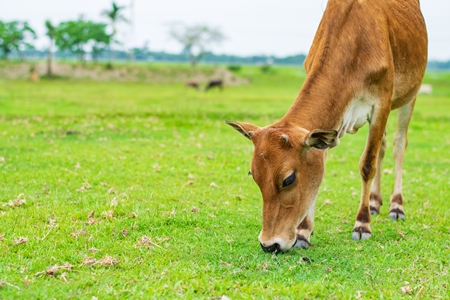 Photo or image of Indian cow in green field on dairy farm in Assam, India