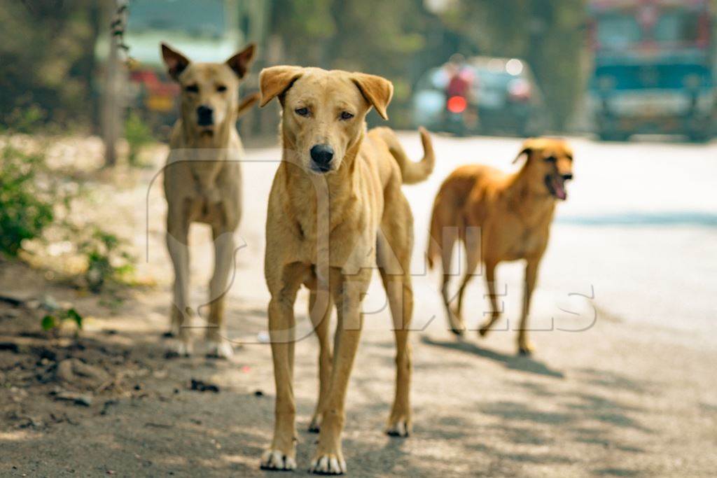 Many Indian street or stray pariah dogs on the road in urban city in Maharashtra, India, 2022