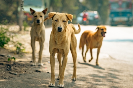 Many Indian street or stray pariah dogs on the road in urban city in Maharashtra, India, 2022