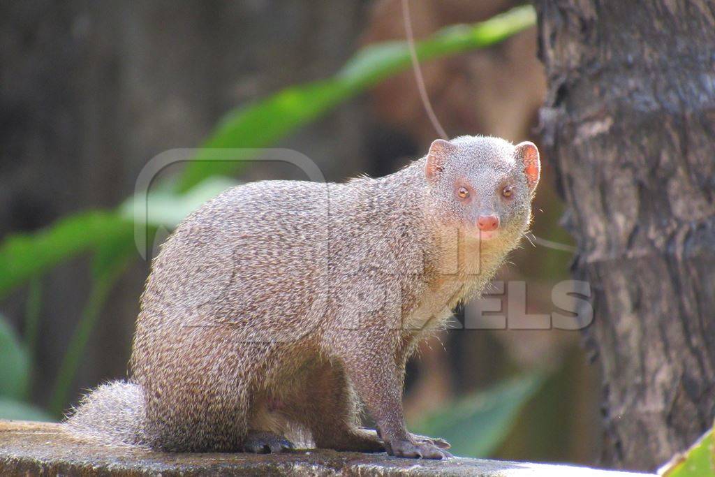 Indian mongoose in a forest
