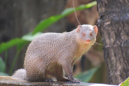 Indian mongoose in a forest