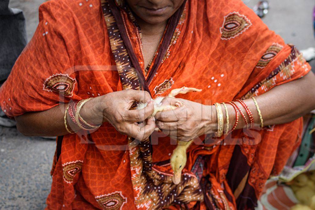 Baby duck or duckling examined for sex on sale at Galiff Street pet market, Kolkata, India, 2022
