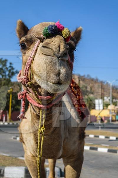 Camel in harness used for tourist rides