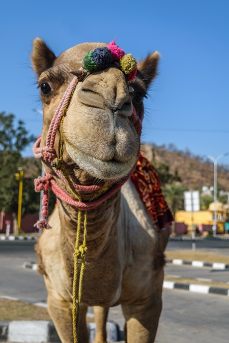 Camel in harness used for tourist rides