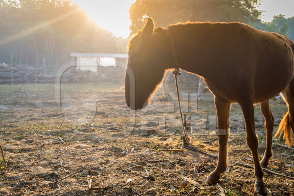 Brown horse in morning sunlight at Sonepur cattle fair