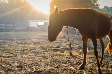 Brown horse in morning sunlight at Sonepur cattle fair