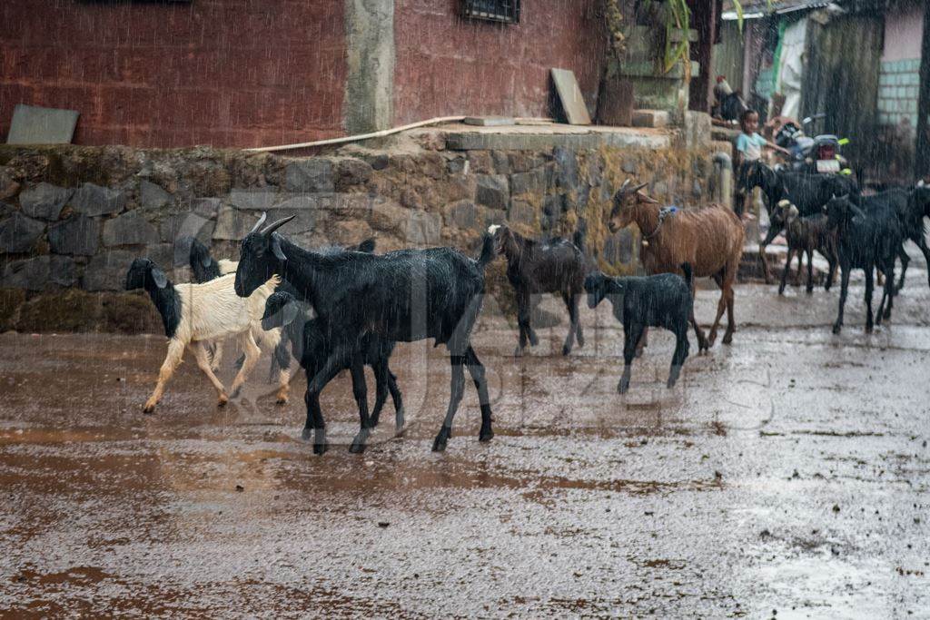 Small flock or herd of farmed goats in the monsoon rain in a rural village in Maharashtra, India, 2021