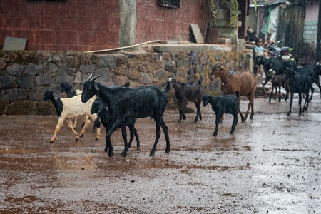 Small flock or herd of farmed goats in the monsoon rain in a rural village in Maharashtra, India, 2021