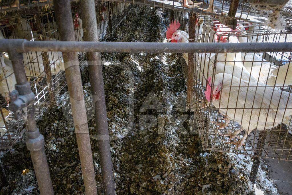 Huge manure pits underneath Indian chickens or layer hens in battery cages on an egg farm on the outskirts of Ajmer, Rajasthan, India, 2022