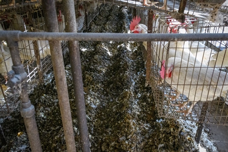 Huge manure pits underneath Indian chickens or layer hens in battery cages on an egg farm on the outskirts of Ajmer, Rajasthan, India, 2022