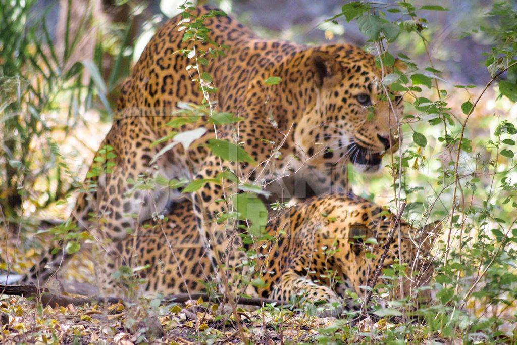 Leopards mating in captivity at Rajiv Gandhi Zoological Park zoo with large growth on side of face
