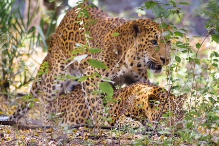 Leopards mating in captivity at Rajiv Gandhi Zoological Park zoo with large growth on side of face