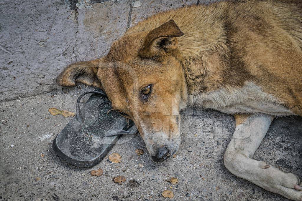 Indian street dog or stray dog sleeping on a sandal on the street in India