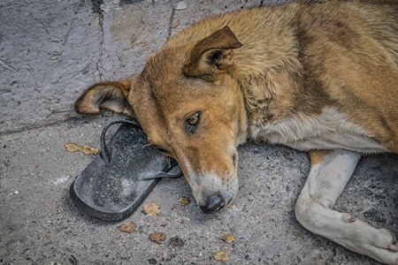 Indian street dog or stray dog sleeping on a sandal on the street in India