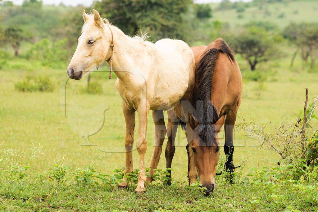 Two horses one cream one brown in a green field