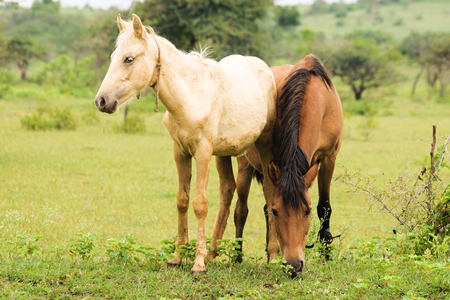 Two horses one cream one brown in a green field