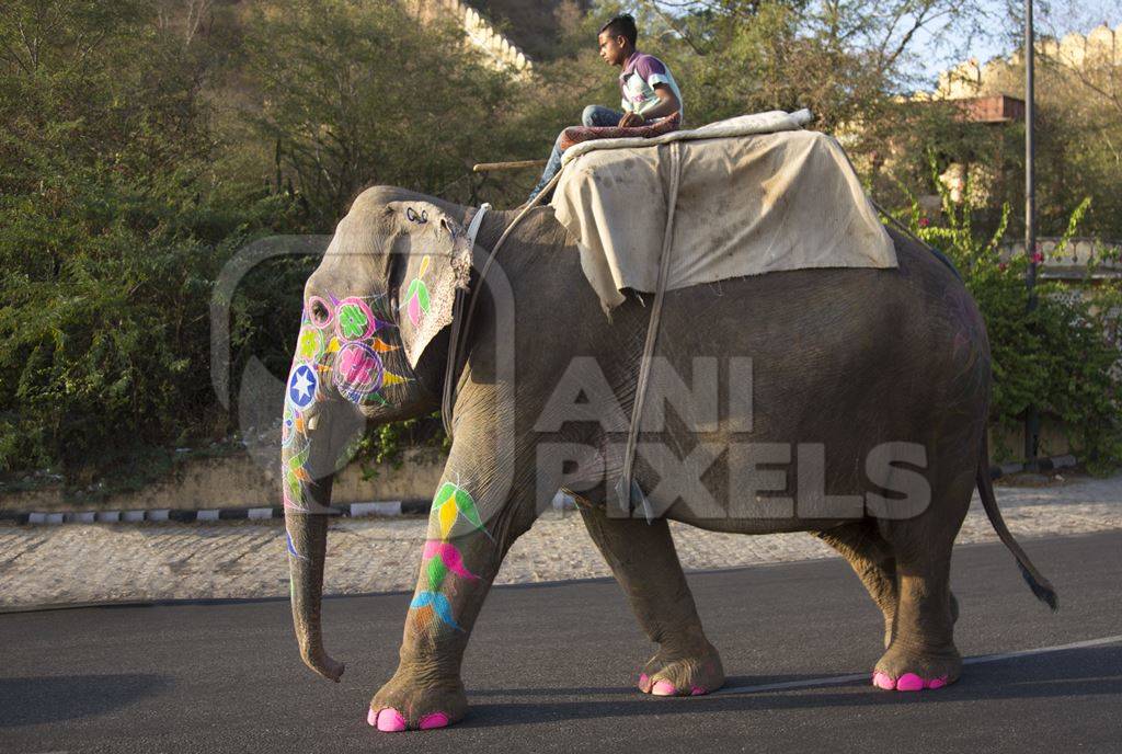 Man riding painted elephant on road