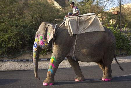 Man riding painted elephant on road