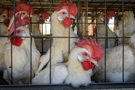 Indian chickens or layer hens packed into a battery cage on an egg farm on the outskirts of Ajmer, Rajasthan, India, 2022