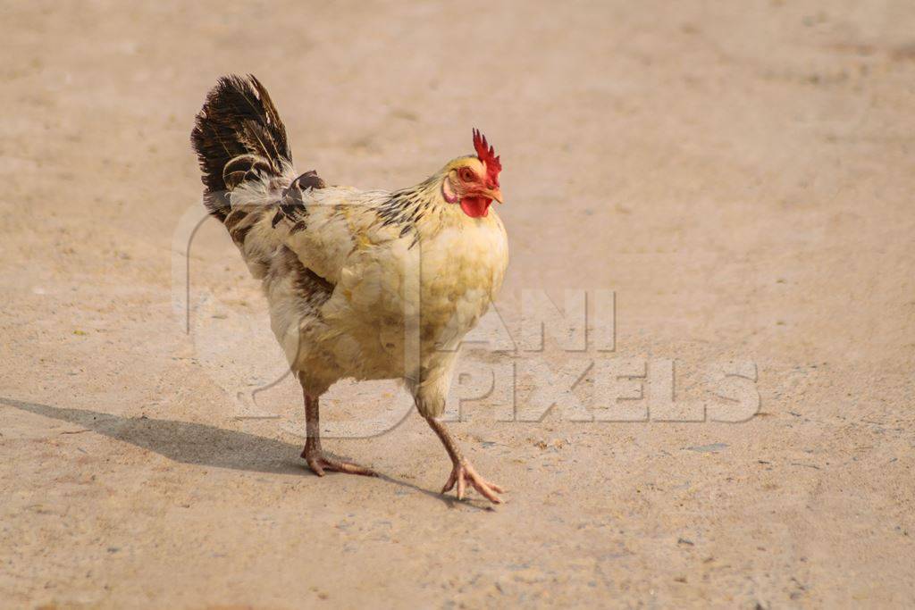 Free range chicken in a rural village in Bihar in India crossing the road