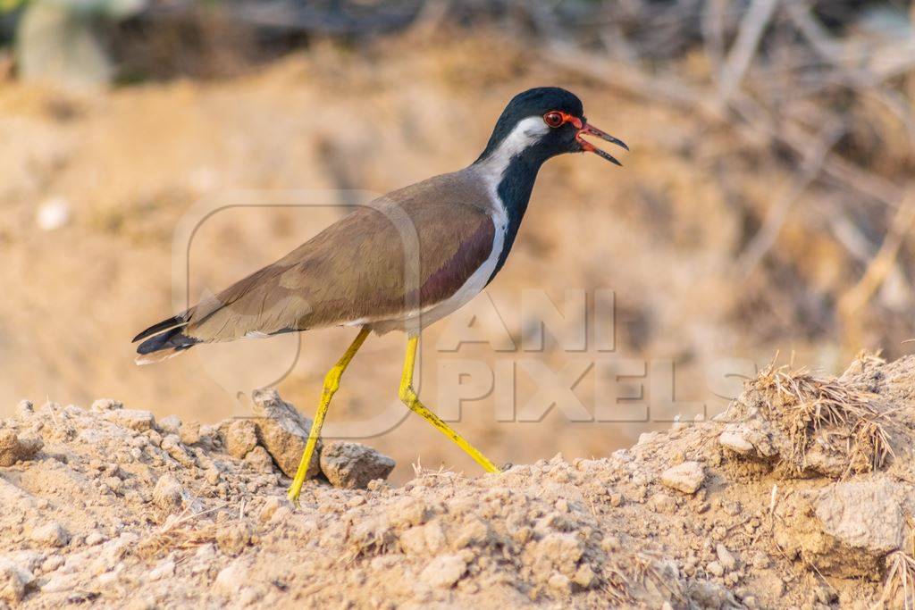 Photo of Indian Red-wattled Lapwing in the rural countryside of the Bishnoi villages in Rajasthan in India