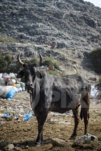Indian dairy cows standing among plastic pollution and garbage waste in front of Ghazipur landfill, Delhi, India, 2022