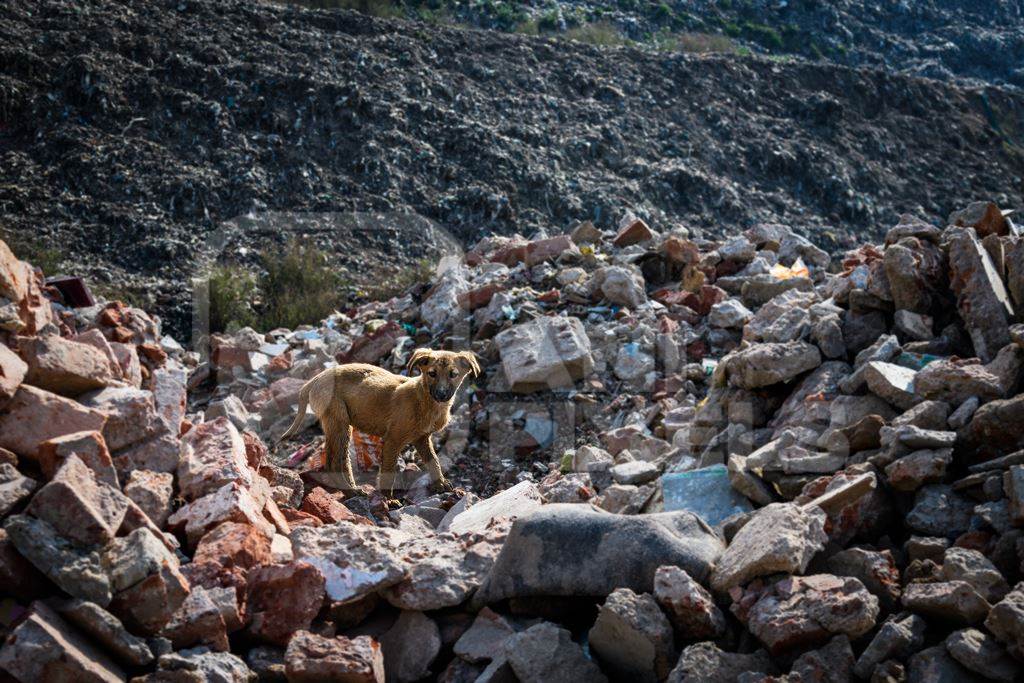 Indian street dog puppy or stray pariah dog puppy on garbage and waste dump, Ghazipur landfill, Delhi, India, 2022