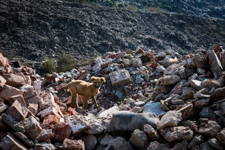 Indian street dog puppy or stray pariah dog puppy on garbage and waste dump, Ghazipur landfill, Delhi, India, 2022