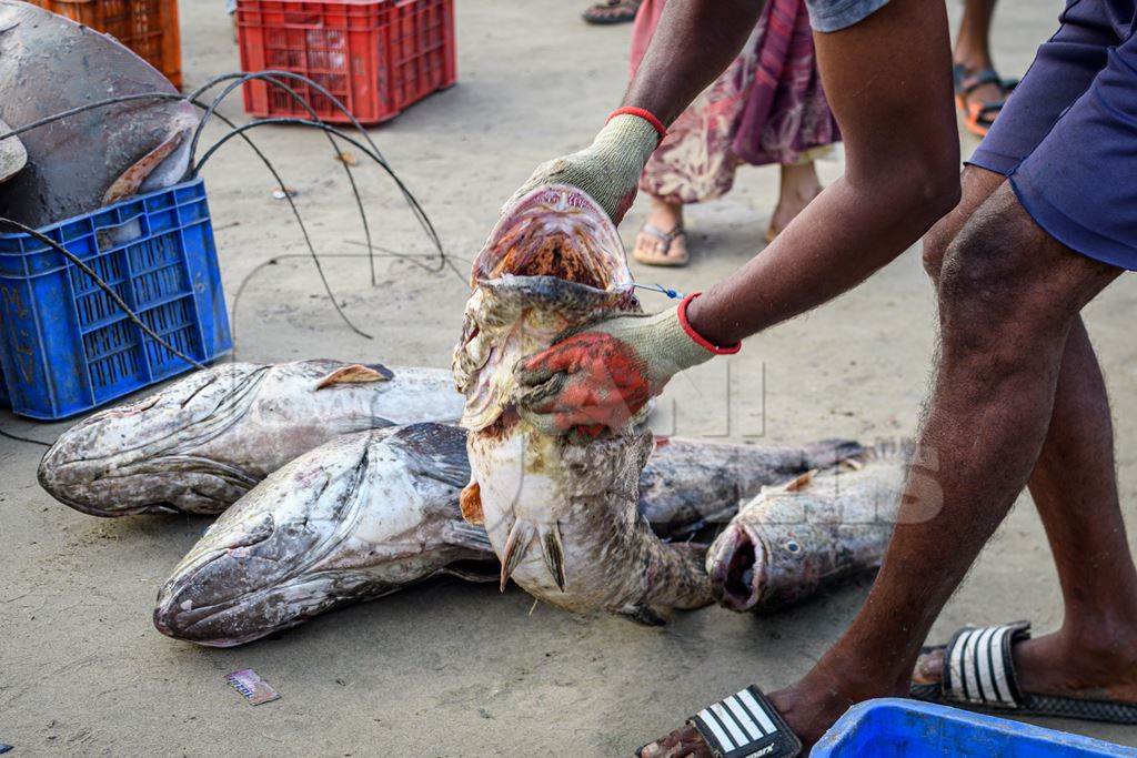 Man handling dead Indian grouper or reefcod fish at Malvan fish market on beach in Malvan, Maharashtra, India, 2022