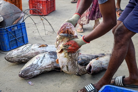 Man handling dead Indian grouper or reefcod fish at Malvan fish market on beach in Malvan, Maharashtra, India, 2022