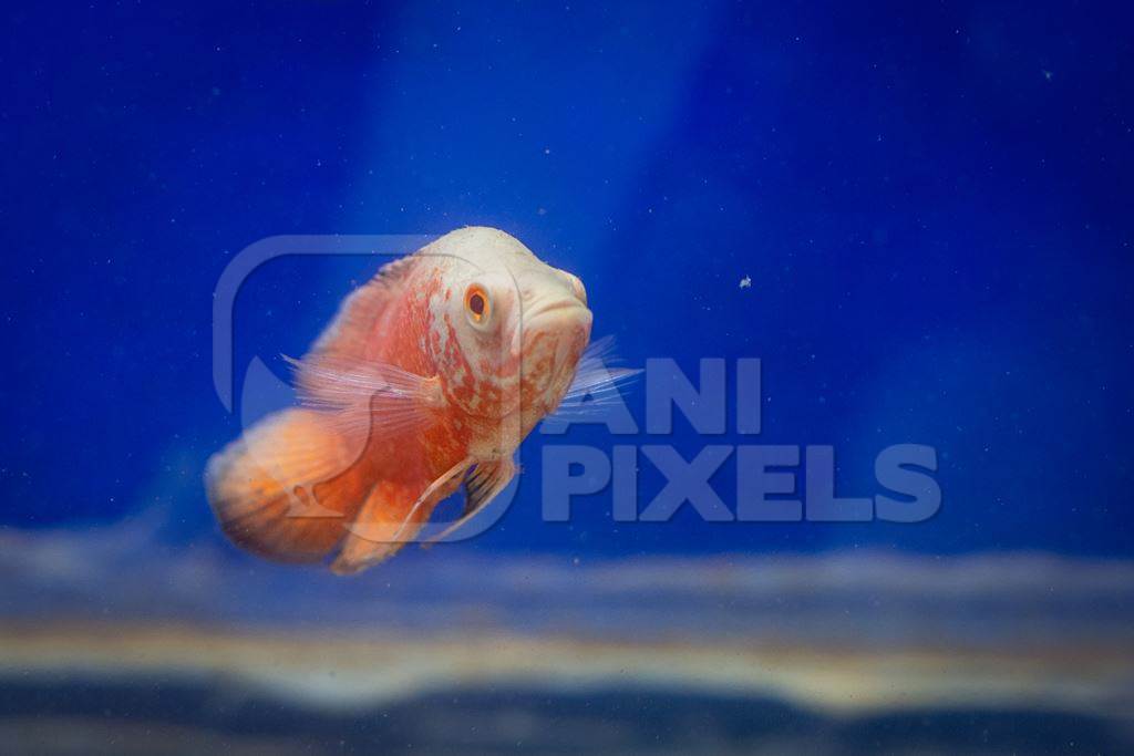 Orange fish in a tank at an underwater fish tunnel expo aquarium in Pune, Maharashtra, India, 2024