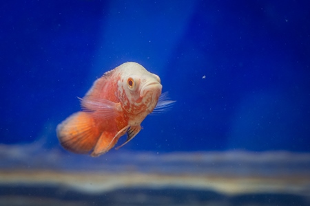 Orange fish in a tank at an underwater fish tunnel expo aquarium in Pune, Maharashtra, India, 2024