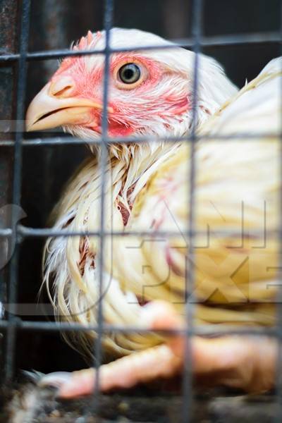 Broiler chickens packed into a cage at a chicken shop