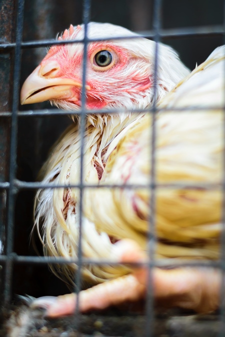 Broiler chickens packed into a cage at a chicken shop