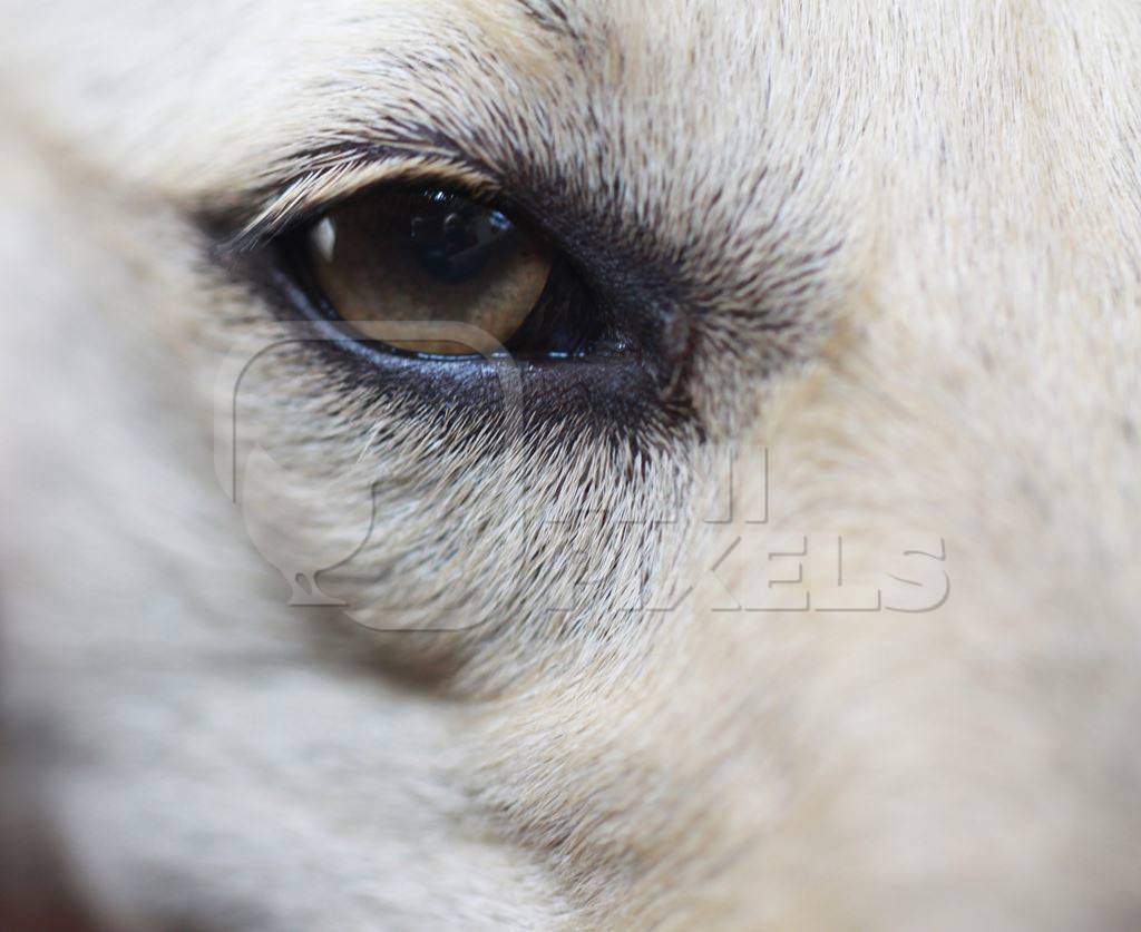 Close up of eye of white street dog