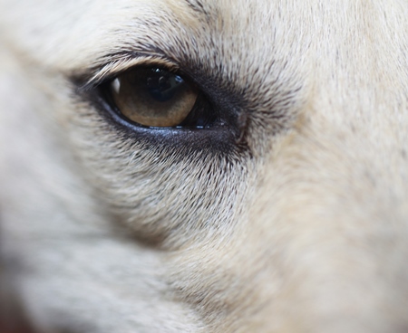 Close up of eye of white street dog
