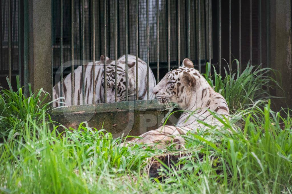 Captive white tigers in a cage at Guwahati zoo in Assam