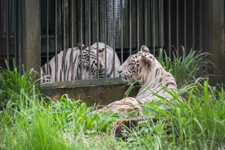 Captive white tigers in a cage at Guwahati zoo in Assam