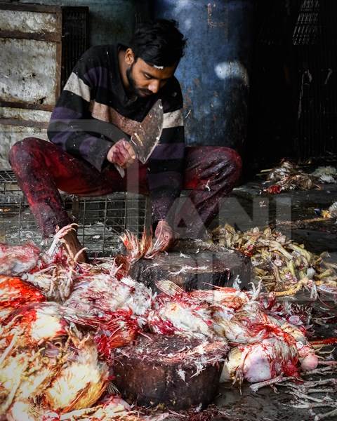 Slaughterhouse worker cutting the wings off dead Indian broiler chickens at Ghazipur murga mandi, Ghazipur, Delhi, India, 2022