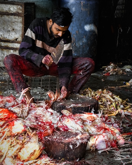 Slaughterhouse worker cutting the wings off dead Indian broiler chickens at Ghazipur murga mandi, Ghazipur, Delhi, India, 2022