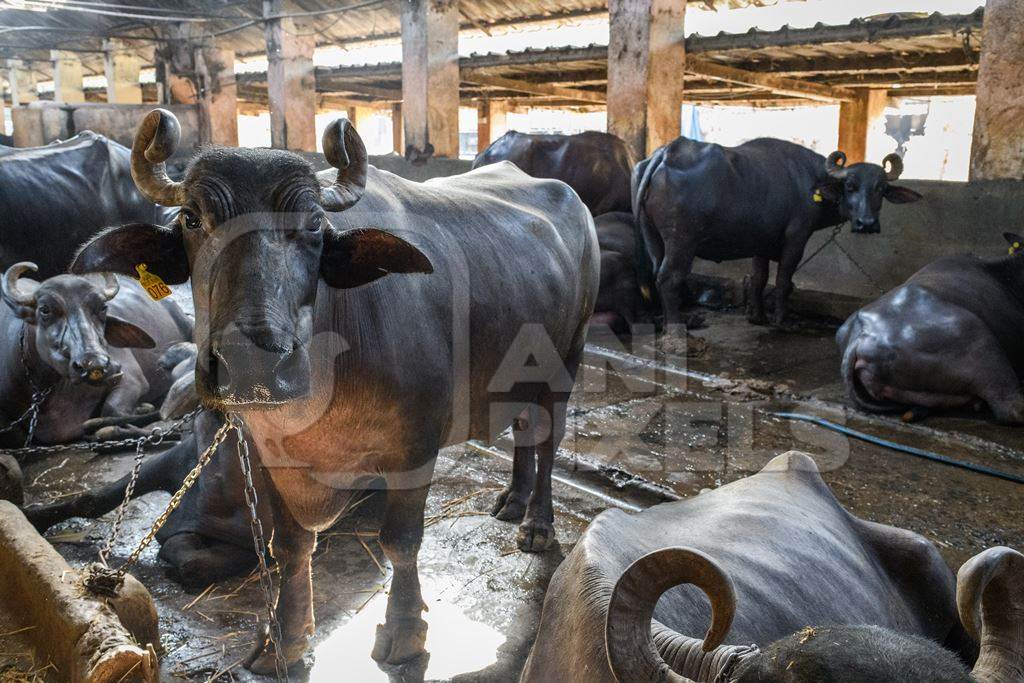 Indian buffaloes tied up in a line in a concrete shed on an urban dairy farm or tabela, Aarey milk colony, Mumbai, India, 2023