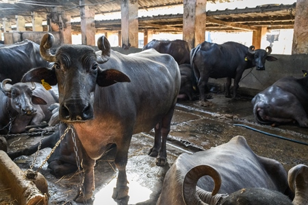 Indian buffaloes tied up in a line in a concrete shed on an urban dairy farm or tabela, Aarey milk colony, Mumbai, India, 2023