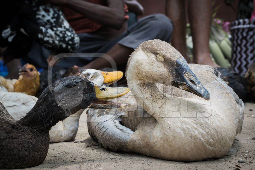 Ducks and geese panting in the heat on sale for meat at a market in Dimapur in Nagaland