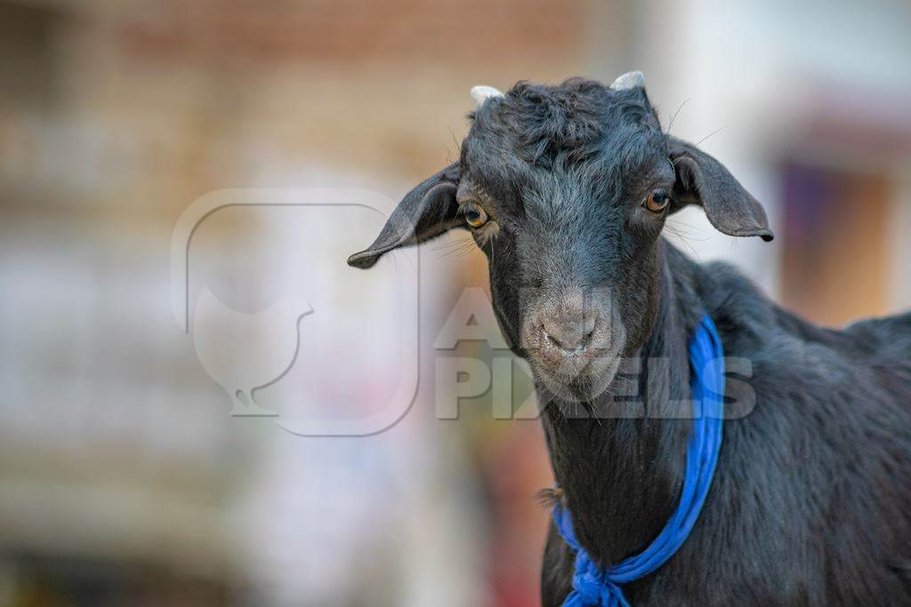 Black goat with blue ribbon in village in rural Bihar