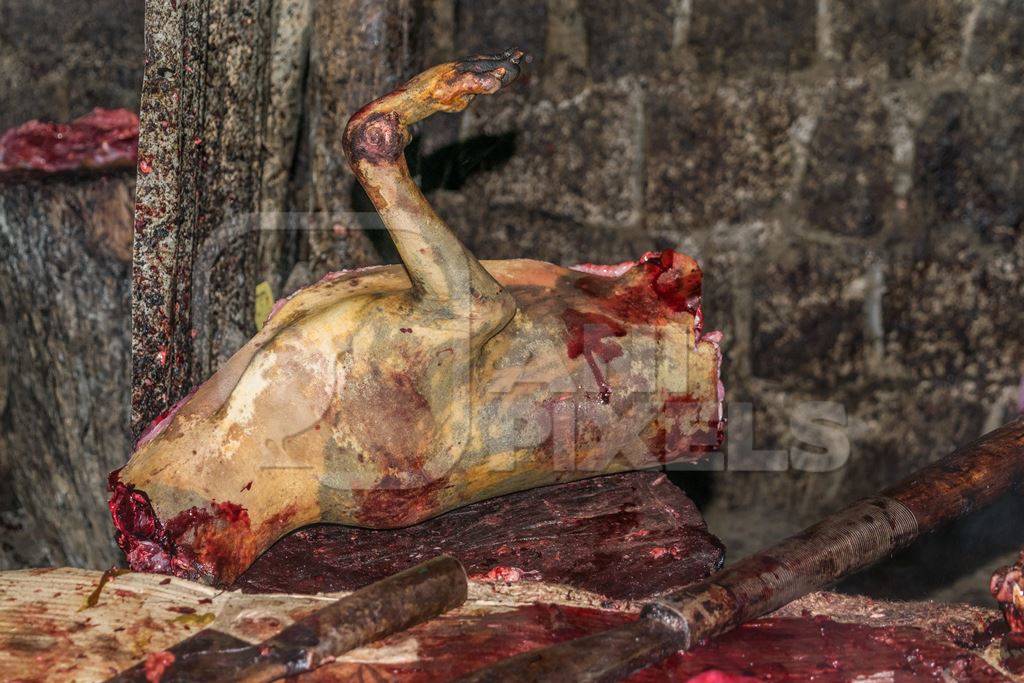 Body of a dead Indian dog slaughtered for meat at a dog meat market in Kohima, Nagaland, in the Northeast of India, 2018