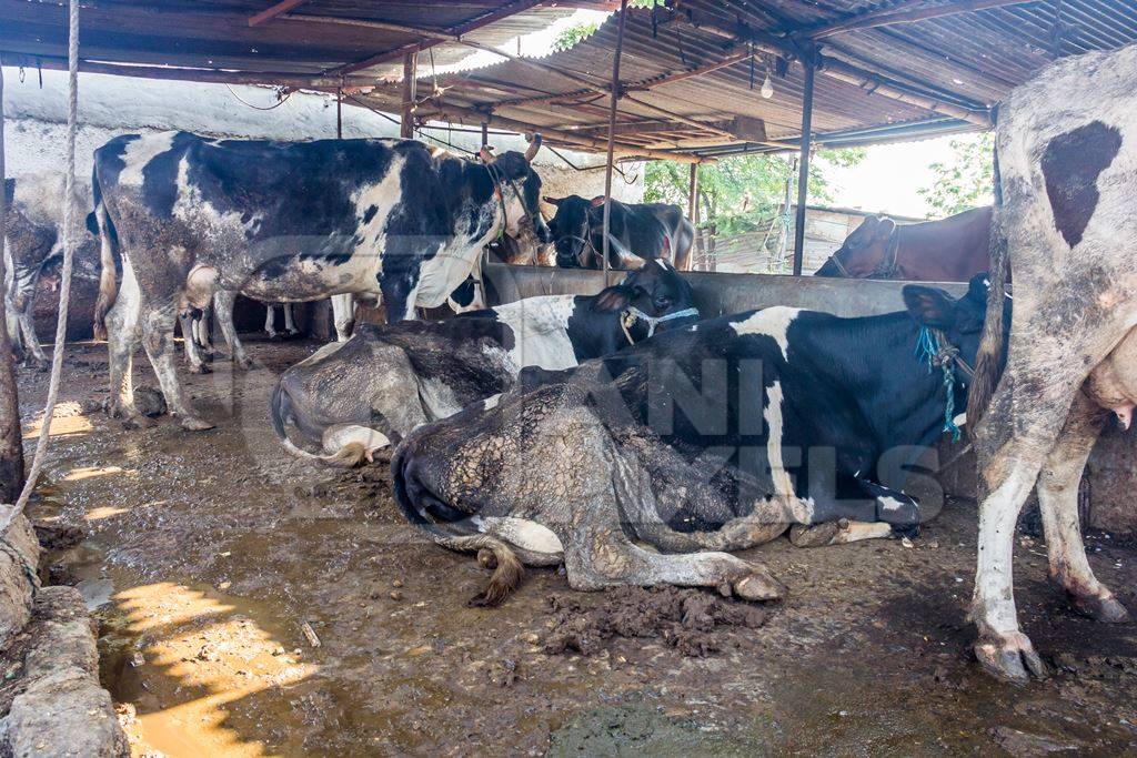 Dairy cows in a dirty stall in an urban dairy