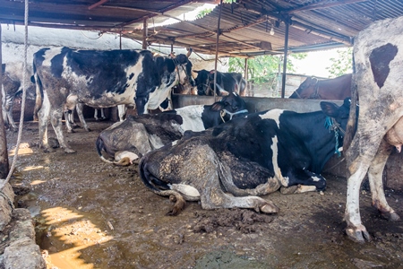 Dairy cows in a dirty stall in an urban dairy