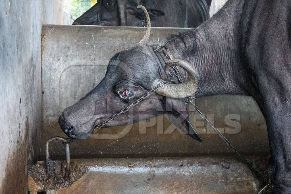 Farmed Indian buffaloes on an urban dairy farm or tabela, Aarey milk colony, Mumbai, India, 2023