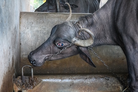 Farmed Indian buffaloes on an urban dairy farm or tabela, Aarey milk colony, Mumbai, India, 2023