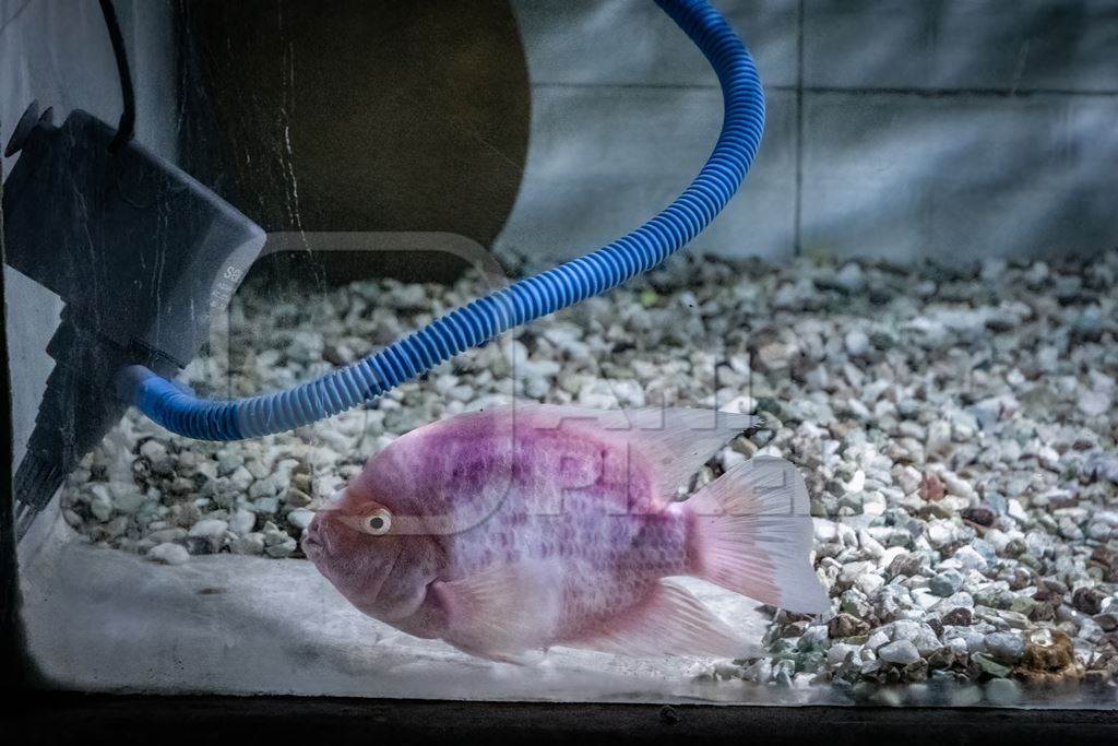 Pink fish kept in barren aquarium tank at Dolphin aquarium mini zoo in Mumbai, India, 2019